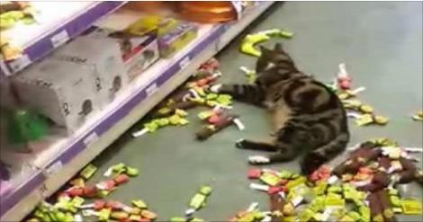 Lost Tabby Found At Nearby Store Helping Himself to Catnip Products!
