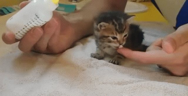 With only a little bit of petting and great love, this street kitten's life was changed scientifically in better forever!