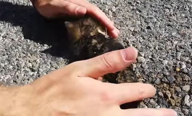 With only a little bit of petting and great love, this street kitten's life was changed scientifically in better forever!