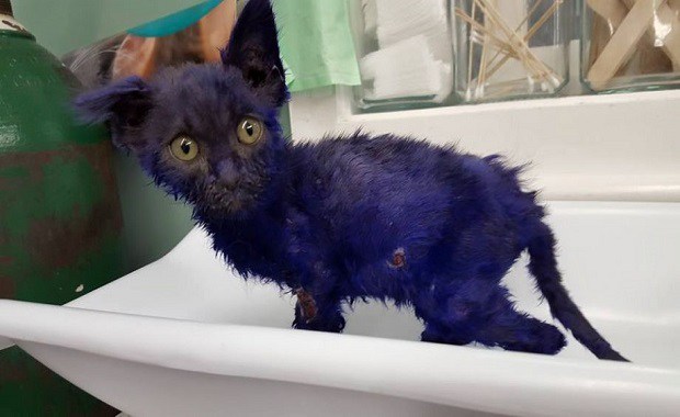 Kitten Dyed in Purple Rescued in South Bay After Living as a Live Chew Toy