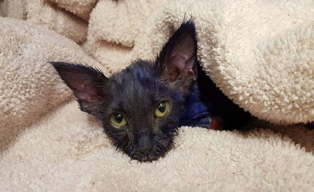 Kitten Dyed in Purple Rescued in South Bay After Living as a Live Chew Toy