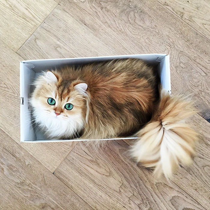 People Say This Is The Most Photogenic Cat In The World… And They Are So, So Right!