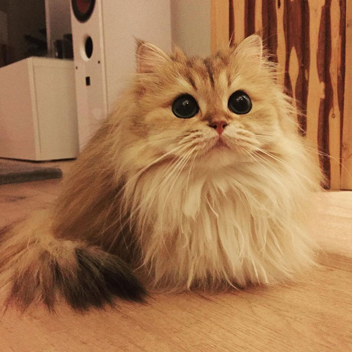 People Say This Is The Most Photogenic Cat In The World… And They Are So, So Right!