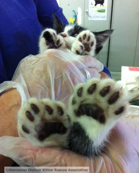 1-Cat-with-Big-Mittens