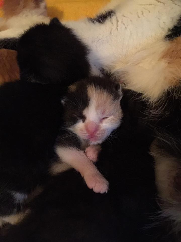 1-Rescue-Cat-Mom