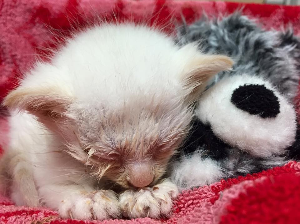 1-Tiny-Kitten-Rescued