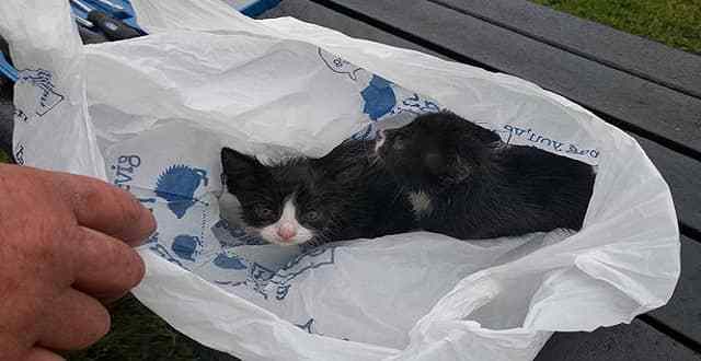 Porthmadog Kittens Found ‘Tied Inside Plastic Bag’ and Dumped in Trash Bin!