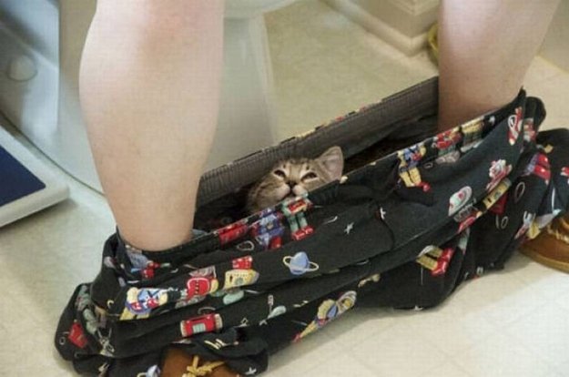16 Times Cats Proved They’re The Undisputed Champions Of Hide-And-Seek (Especially #3!)