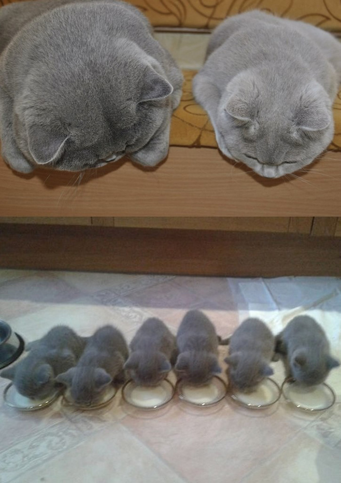 11-Cats-With-Their-Mini-Mes