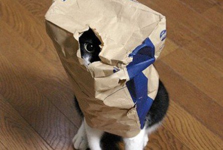 16 Times Cats Proved They’re The Undisputed Champions Of Hide-And-Seek (Especially #3!)