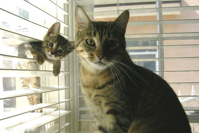 12-Cats-With-Their-Mini-Mes