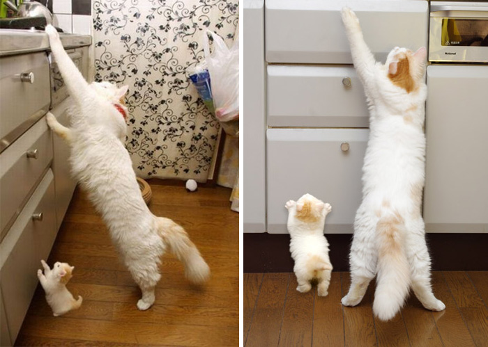 13-Cats-With-Their-Mini-Mes