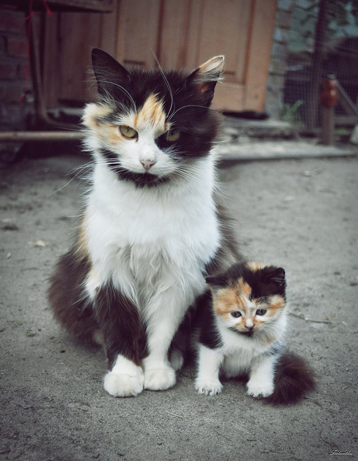 14-Cats-With-Their-Mini-Mes