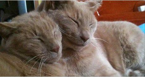 16-Year-Old Cat Reunites with Brother After 3 Years! WOW!