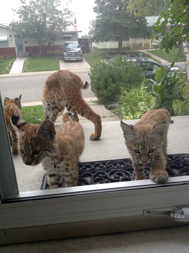 This Home Was Visited By A Family Of Bobcats!