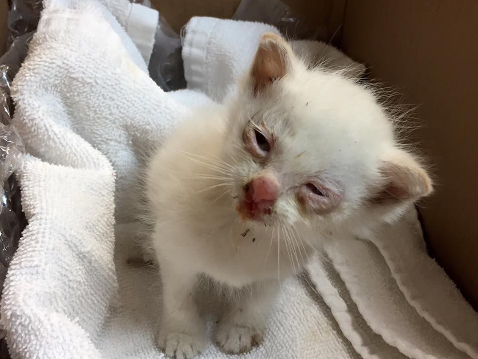 2-Tiny-Kitten-Rescued