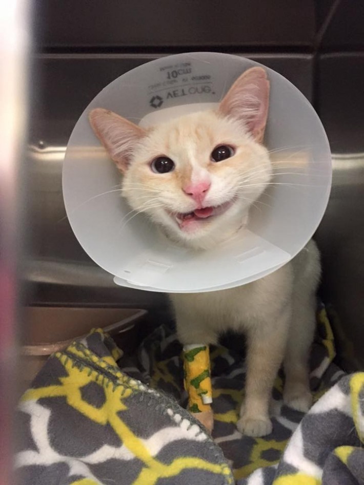 This Rescue Cat May Have A Crooked Jaw… But That Doesn’t Stop Her From Smiling!