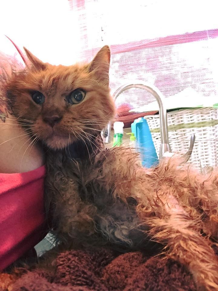 20 Year Old Cat is So Happy to Be Given a Home, He Can't Stop Purring