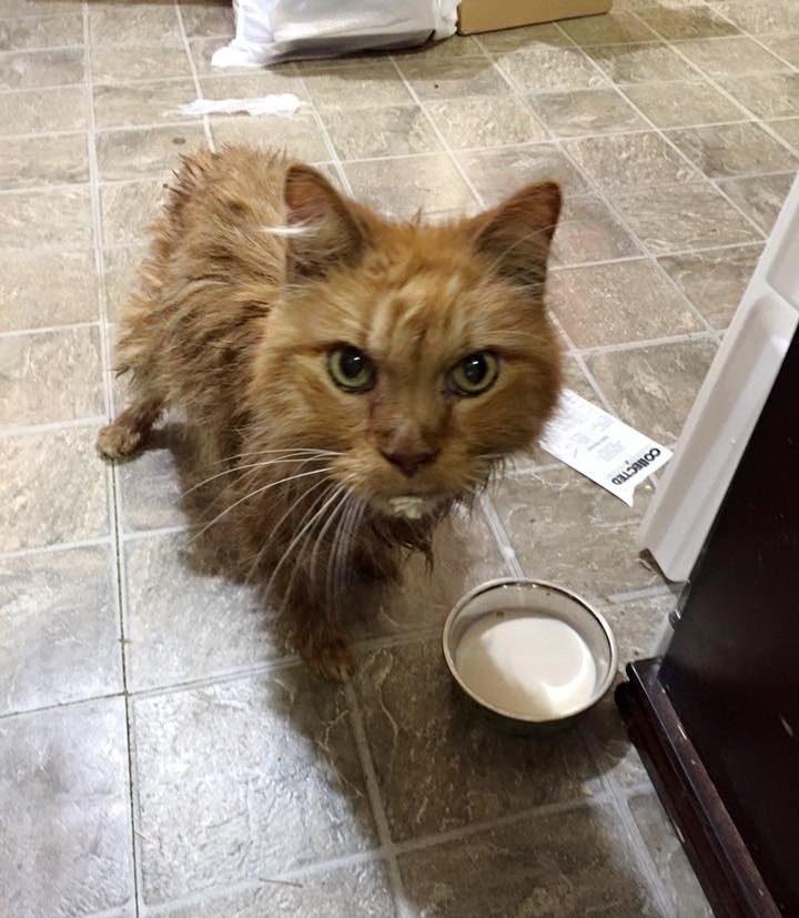 20 Year Old Cat is So Happy to Be Given a Home, He Can't Stop Purring