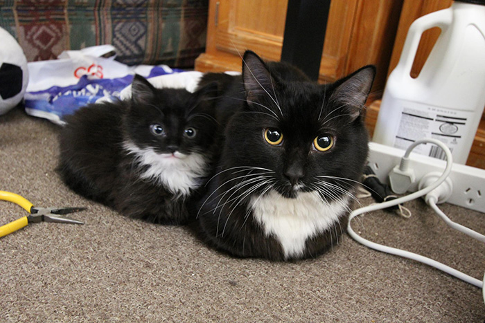 3-Cats-With-Their-Mini-Mes