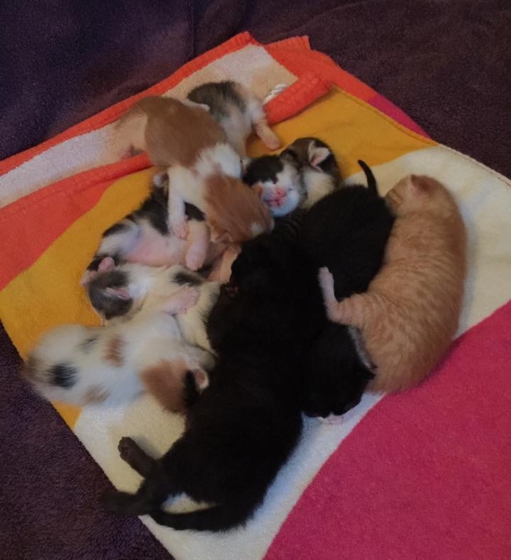 Rescue Cat Has 9 Babies After Running To Orphaned Kittens!