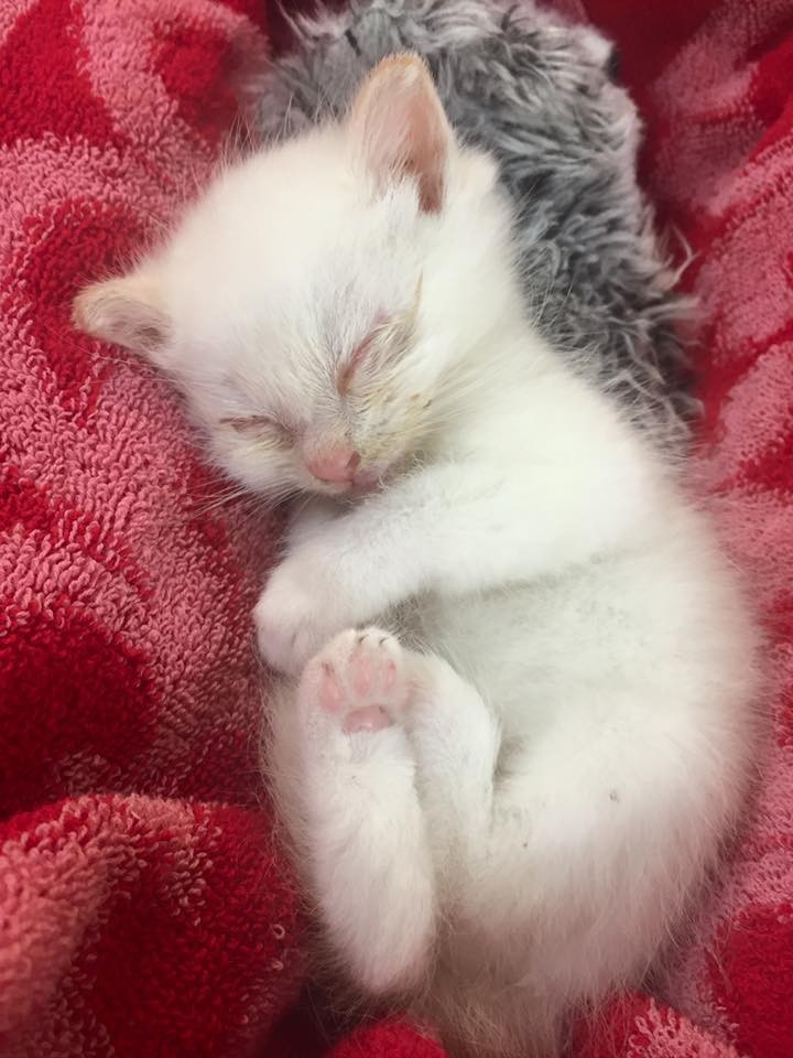 3-Tiny-Kitten-Rescued
