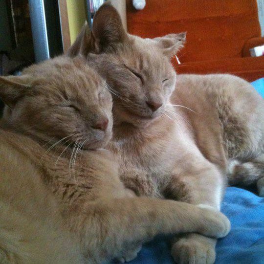 16-Year-Old Cat Reunites with Brother After 3 Years! WOW!