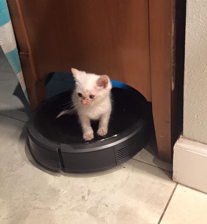 4-Tiny-Kitten-Rescued