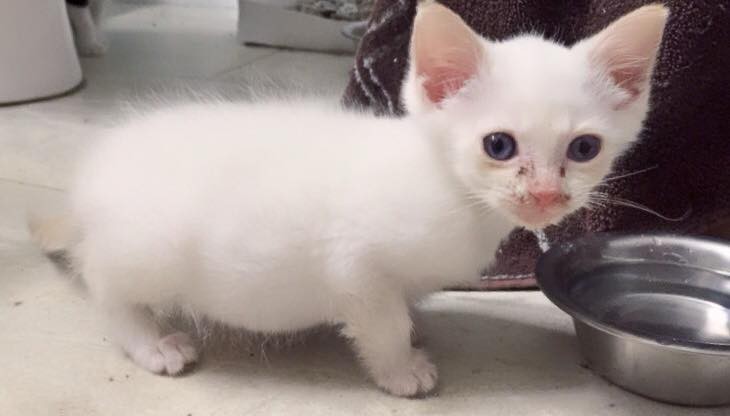 5-Tiny-Kitten-Rescued