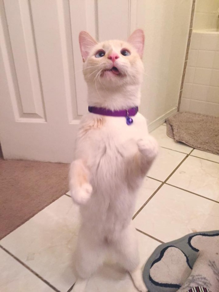 This Rescue Cat May Have A Crooked Jaw… But That Doesn’t Stop Her From Smiling!