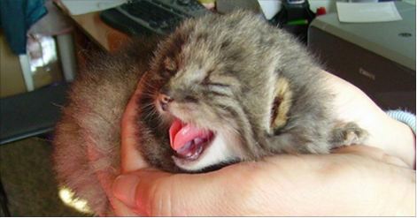 A Russian Farmer Found This Strange Kitten In His Barn… And It Turned Out To Be So Much More.