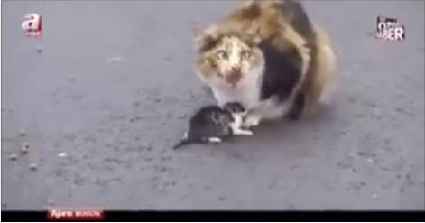 Cat Stopped Busy Traffic To Protect Her Kitten! – VIDEO!