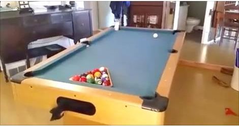 Cats Can’t Hold Back Their Excitement When They Discover A Pool Table