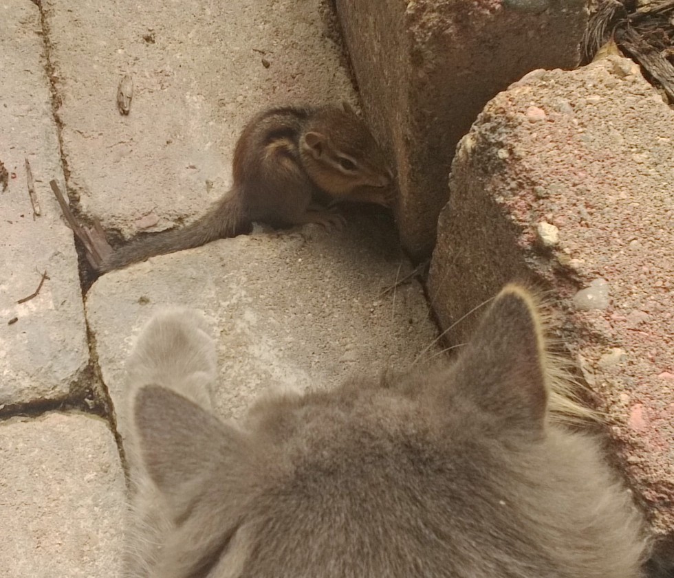 Cat Makes Friends with a Chipmunk in These Cute Photos
