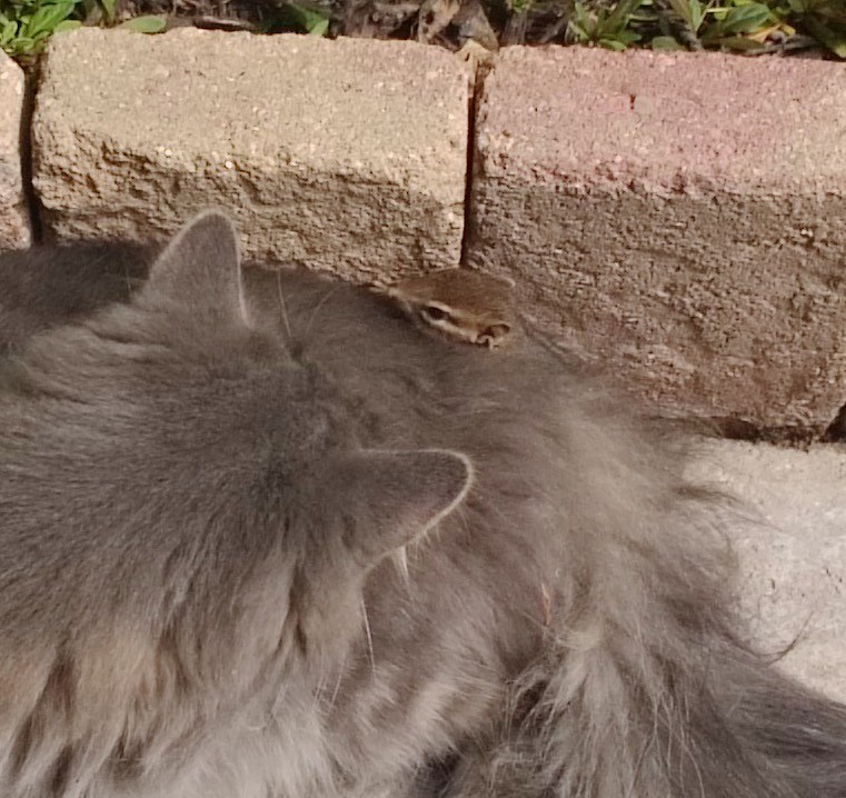 Cat Makes Friends with a Chipmunk in These Cute Photos