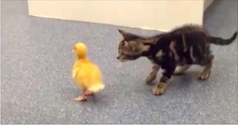 Curious Cat Sneaks Up On A Baby Duck. Then? I Was NOT Expecting This!!