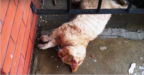He Found This Cat Frozen Solid Outside… But That’s When He Noticed Something Incredible.