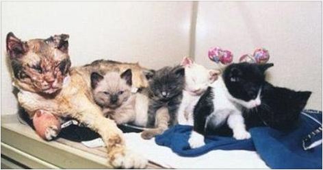 Her 5 Kittens Were Trapped In A Burning Building. But Then This Cat Did Something ASTONISHING.