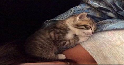 Junk Yard Kitten Experienced His First Hug, Couldn't Stop Cuddling His Rescuer Since