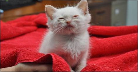 Kitten Feels Love For The First Time After Being Rescued From Streets