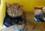 Male-Cat-With-Special-Needs-Nurtures-Litter-of-Orphaned-Kittens