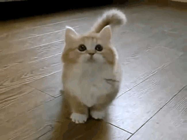 There’s A Breed Of Cats Most People Don’t Know About… And Now We’re Completely Obsessed!