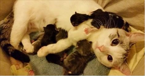 Stray Cat Chooses Family to Help Her Bring Her Babies into the World