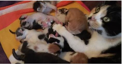Rescue Cat Has 9 Babies After Running To Orphaned Kittens!