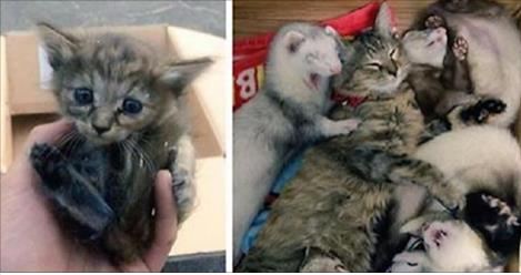 Rescue Kitten Adopted By Five Ferrets Now Thinks She’s A Ferret Too
