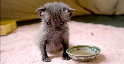 She Found This Tiny Kitten Out In The Pouring Rain, And What She Did Is Absolutely Incredible.