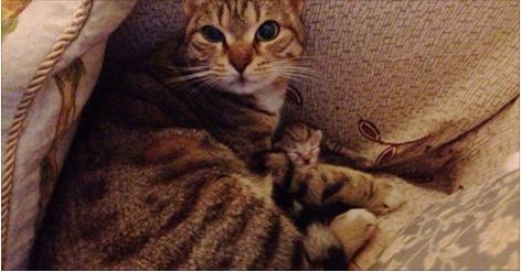 Stray Cat Gave Birth In This Man’s House!
