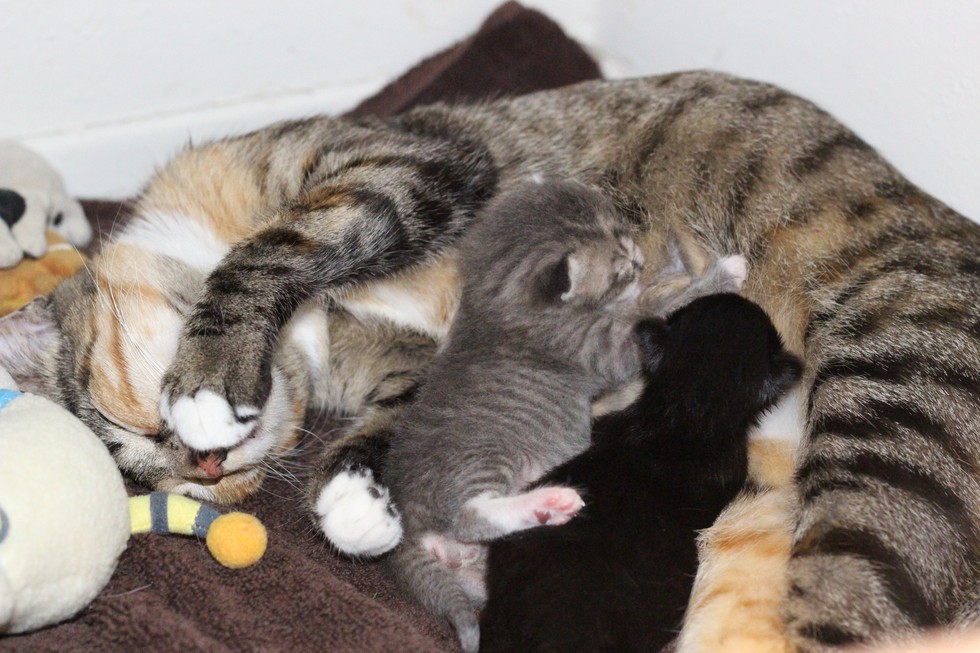 Stray Cat Saunters into Couple's Home... and Gives Birth to Her Babies