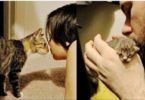 Stray-Cat-Saunters-into-Couples-Home...-and-Gives-Birth-to-Her-Babies