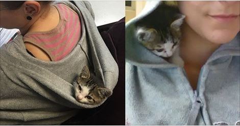 Stray Kitten Found Crying in the Rain, Now Has a Warm Place to Snuggle in